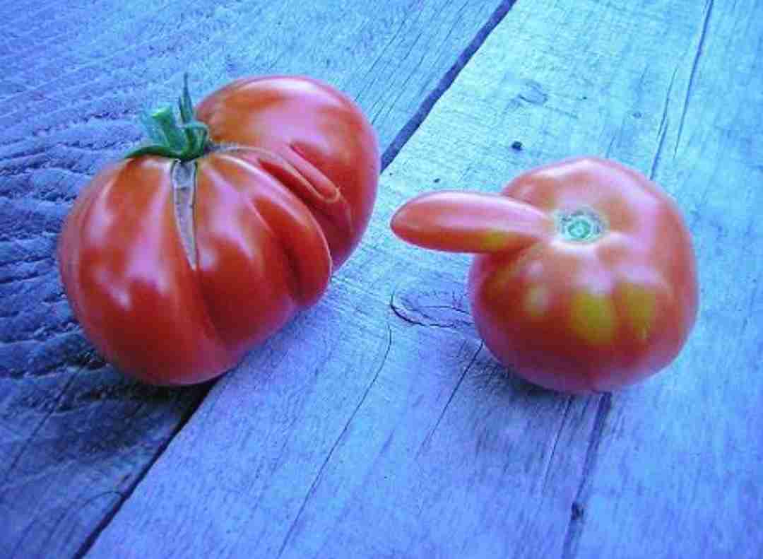 純粋な人には“何でもない普通の画像”に見えるものを貼っていくトピ