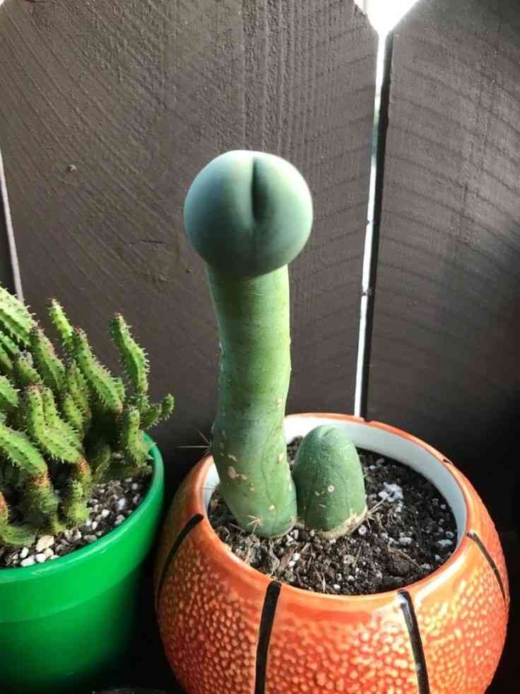 純粋な人には“何でもない普通の画像”に見えるものを貼っていくトピ