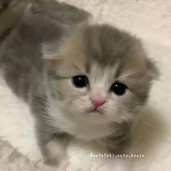 「デカすぎる」「コラ画像みたい笑」　指原莉乃、新しい家族を報告...先住猫との比較に「衝撃受けてます」