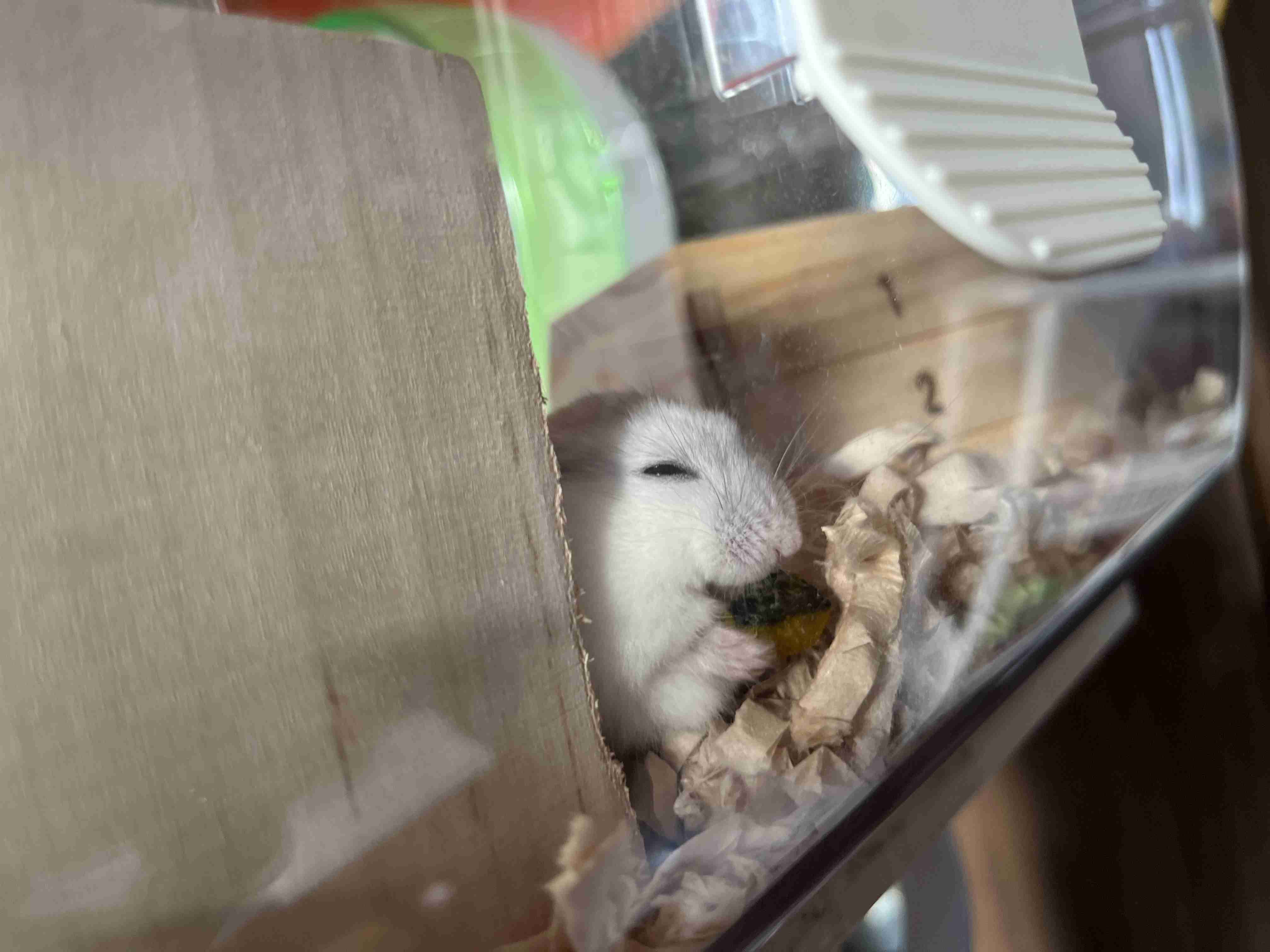 ハムスターが好きすぎる