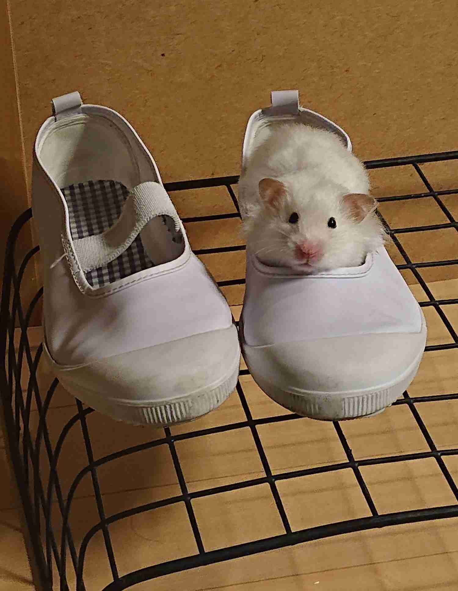 ハムスターが好きすぎる