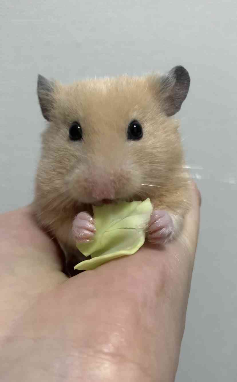 ハムスターが好きすぎる