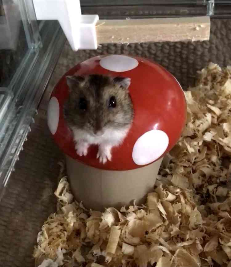 ハムスターが好きすぎる