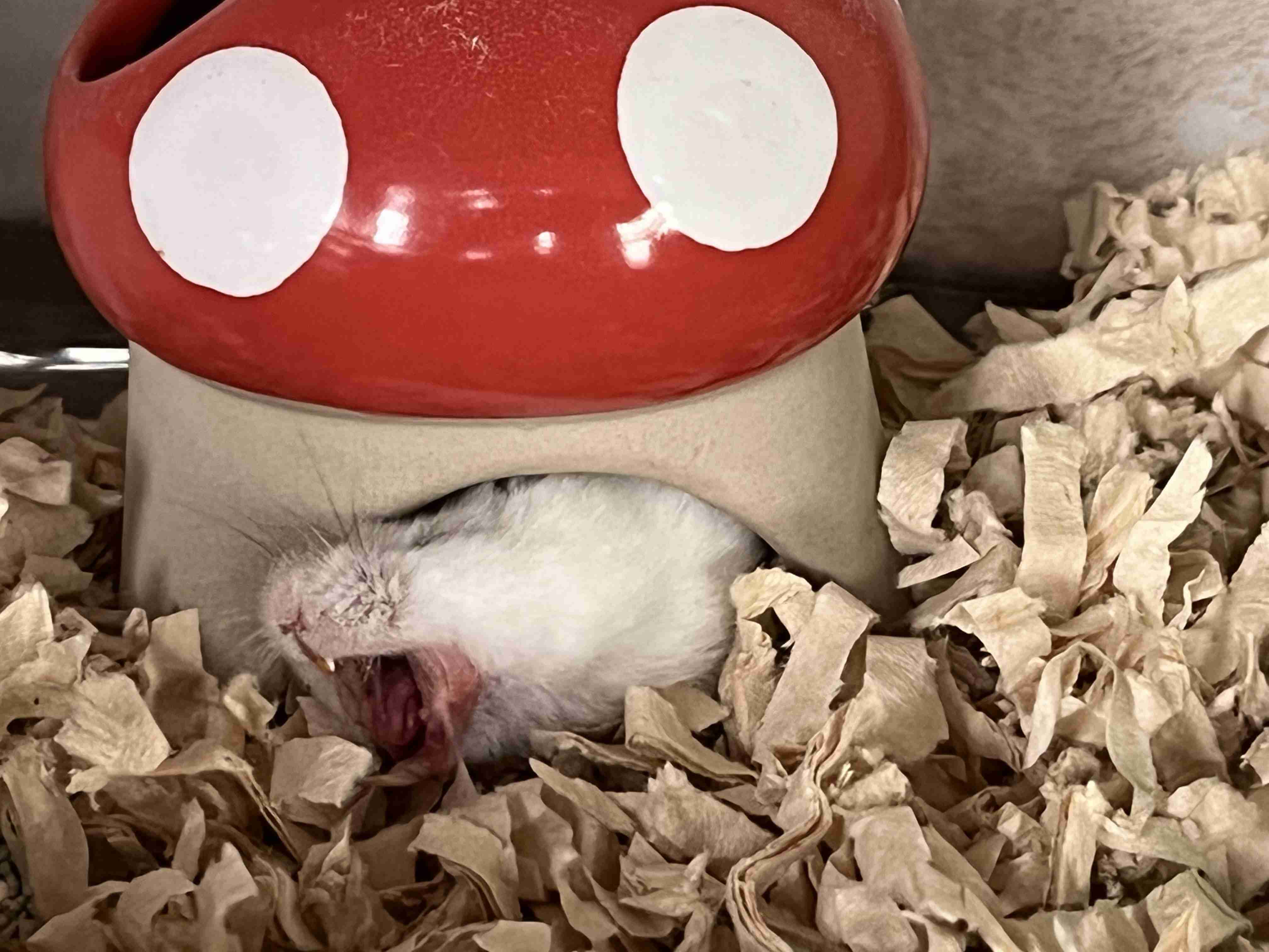 ハムスターが好きすぎる