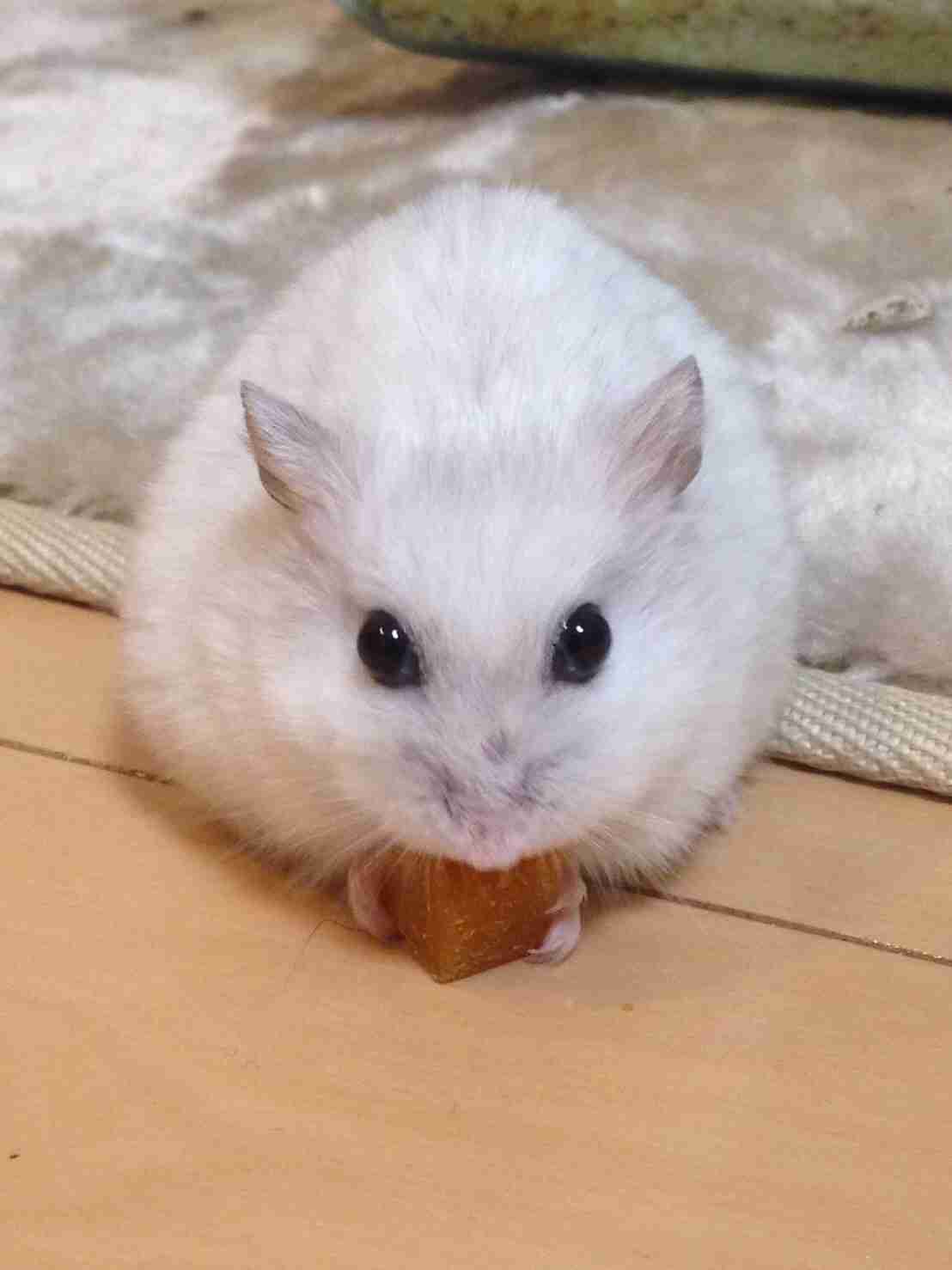 ハムスターが好きすぎる