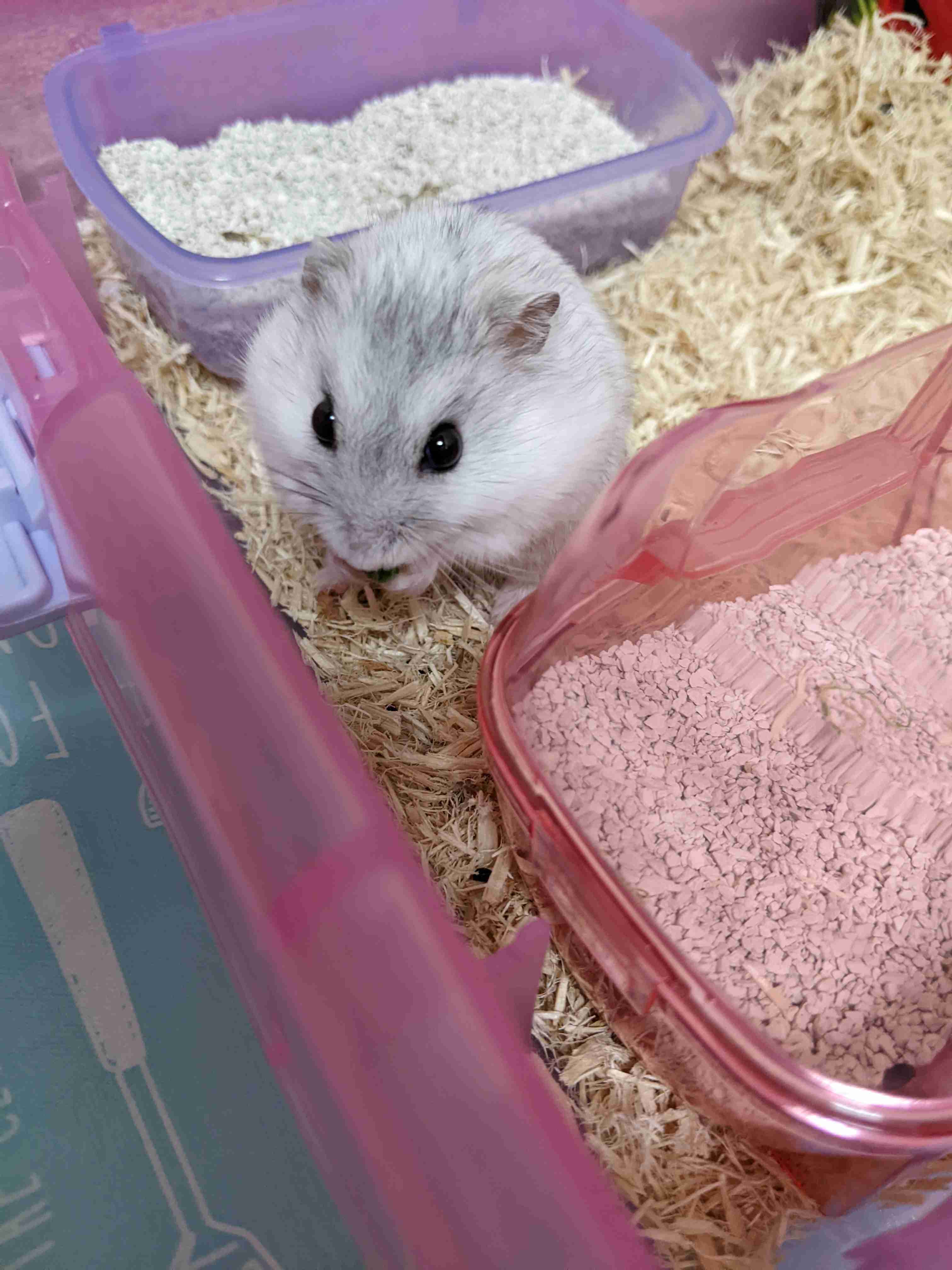 ハムスターが好きすぎる