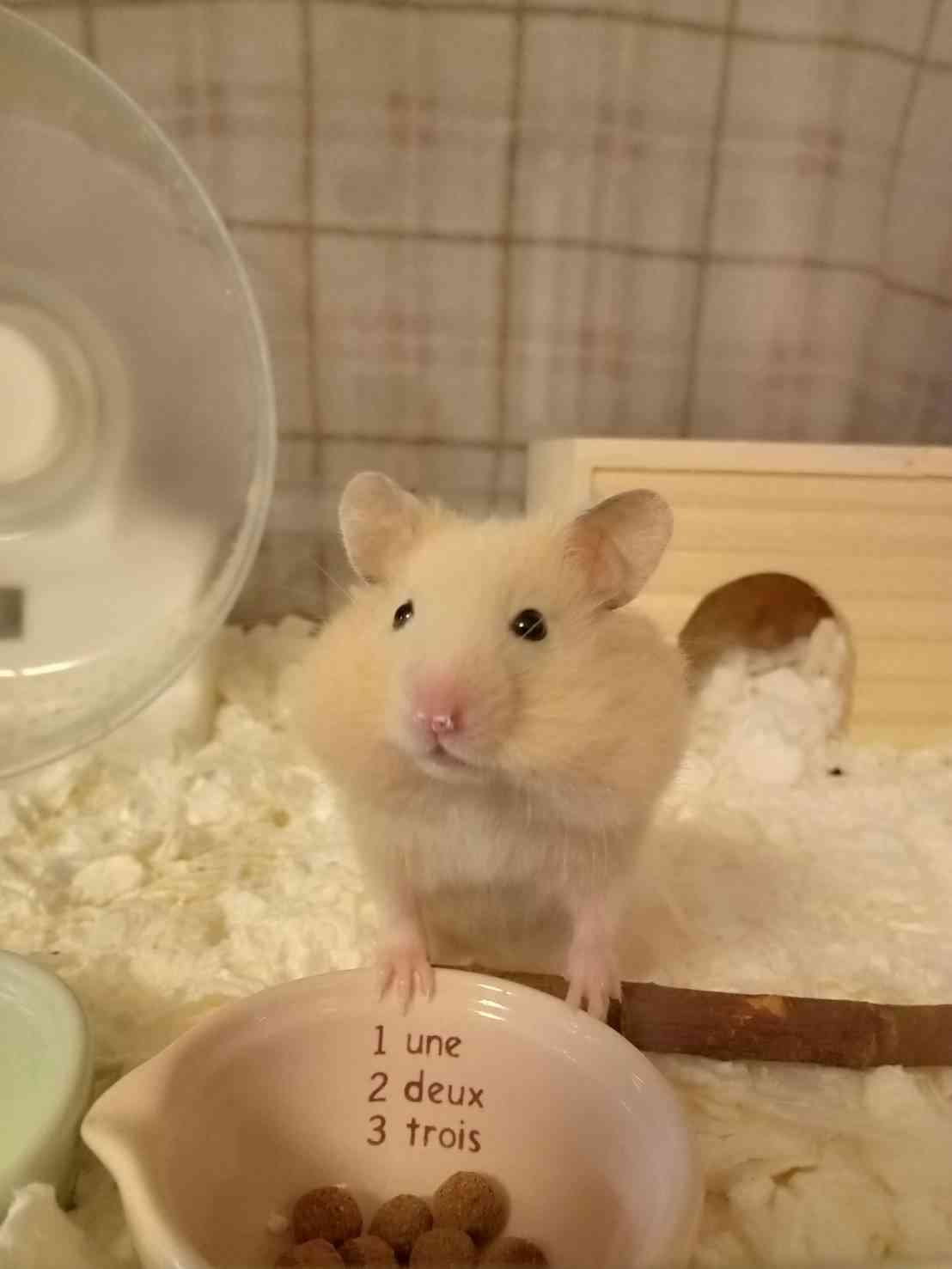 ハムスターが好きすぎる