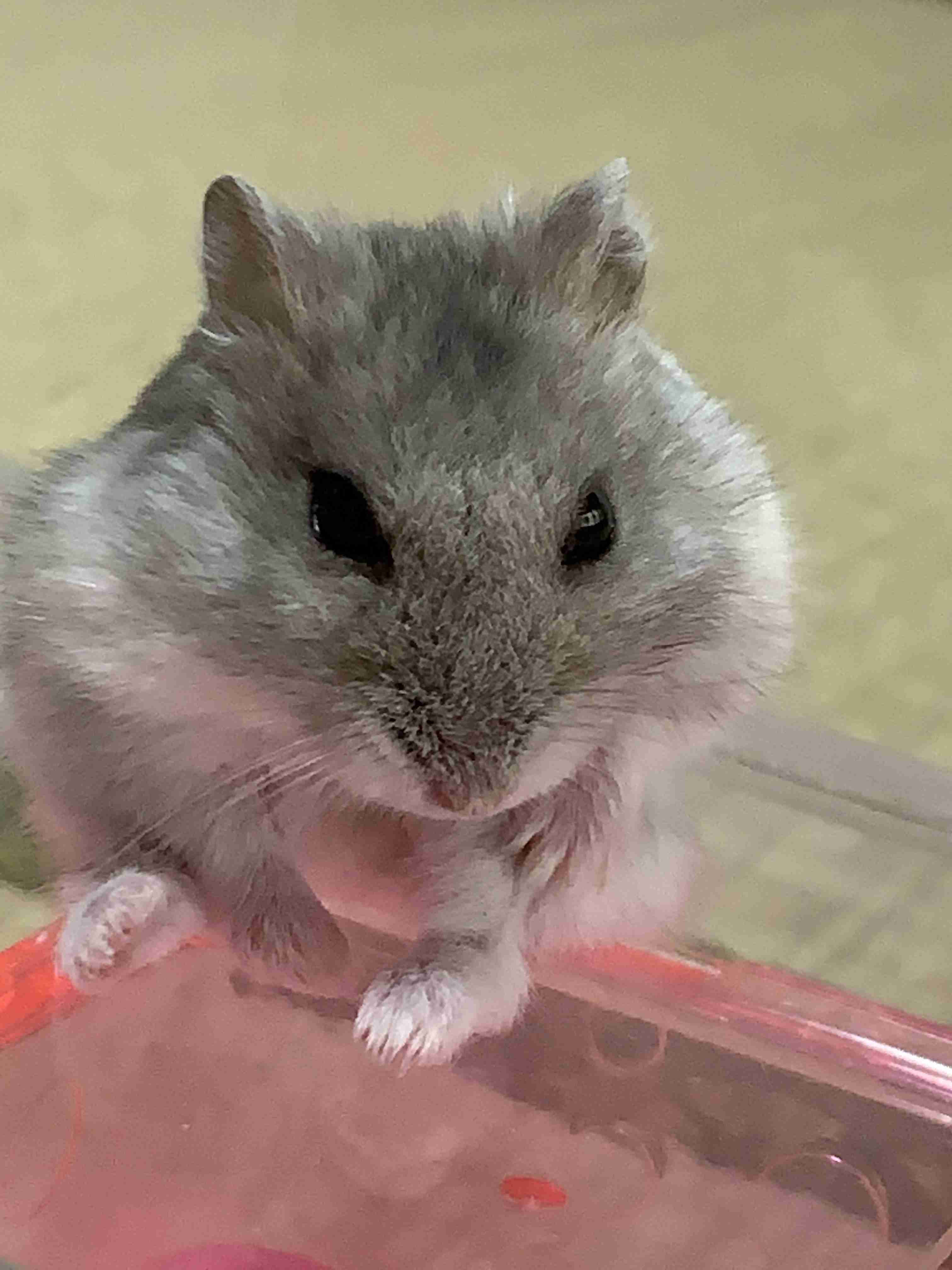 ハムスターが好きすぎる