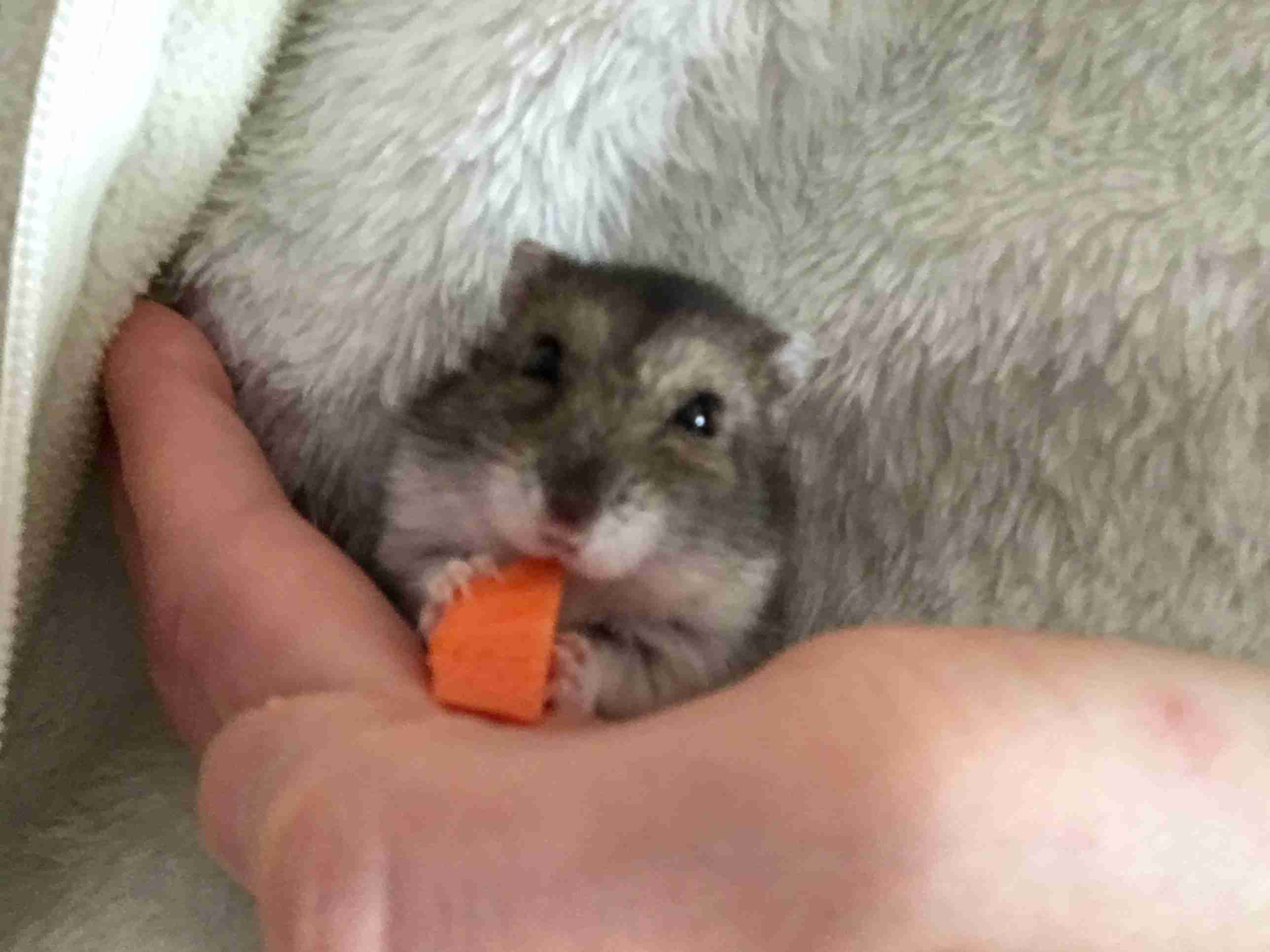 ハムスターが好きすぎる