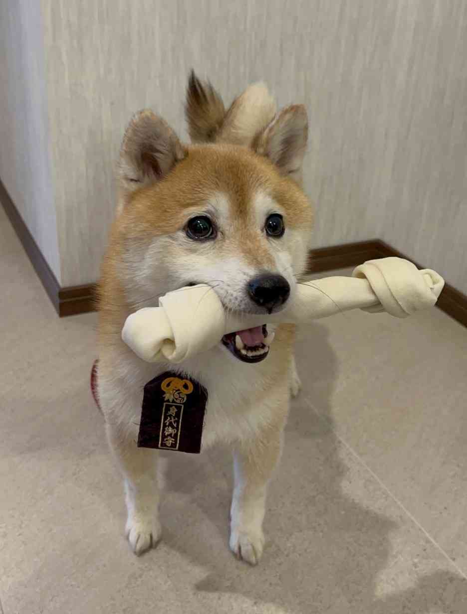 「ナンバMG5」特服でキメる満島＆間宮に「泣き死にました」続編期待の声殺到