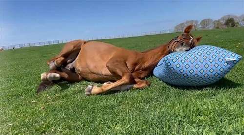 人間が乗ろうとすると寝たふりをする馬がこちらです 「賢い馬だなあ」「誰だって重労働は嫌なものだよ」