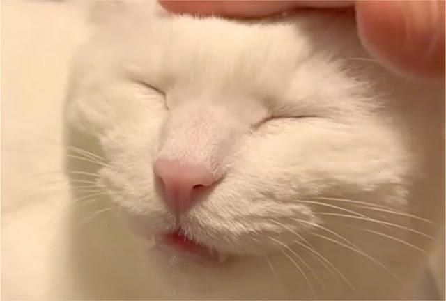 自分の好きな物をただただドアップにして貼っていくトピ