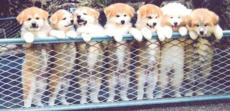 「生後4か月の！！赤ちゃん！！」←マジかよ...　思わず目を疑っちゃう秋田犬の写真に反響