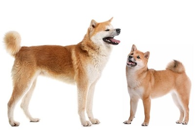 「生後4か月の！！赤ちゃん！！」←マジかよ...　思わず目を疑っちゃう秋田犬の写真に反響