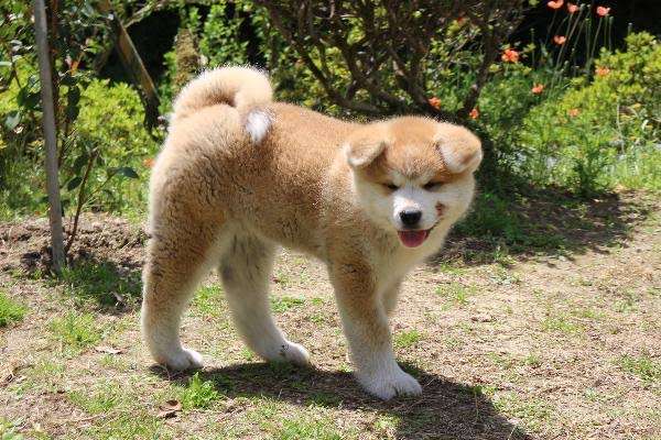 「生後4か月の！！赤ちゃん！！」←マジかよ...　思わず目を疑っちゃう秋田犬の写真に反響