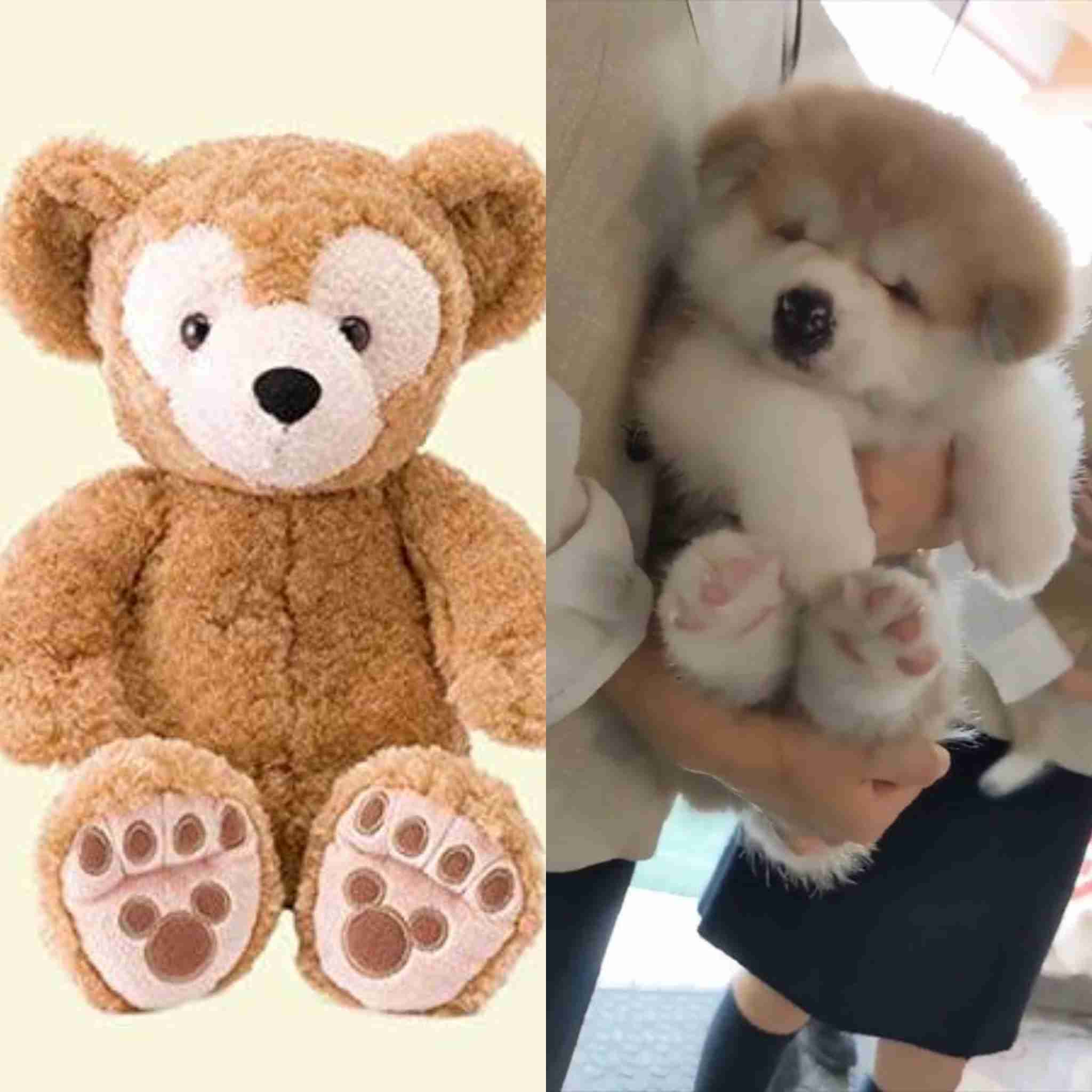 「生後4か月の！！赤ちゃん！！」←マジかよ...　思わず目を疑っちゃう秋田犬の写真に反響