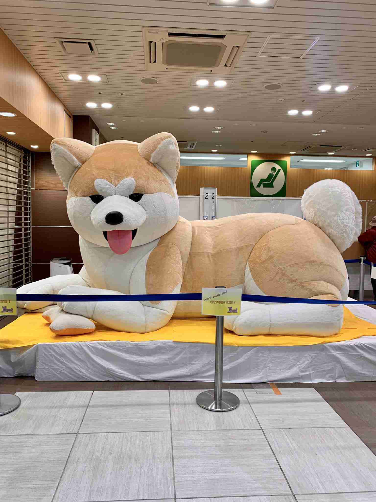 「生後4か月の！！赤ちゃん！！」←マジかよ...　思わず目を疑っちゃう秋田犬の写真に反響
