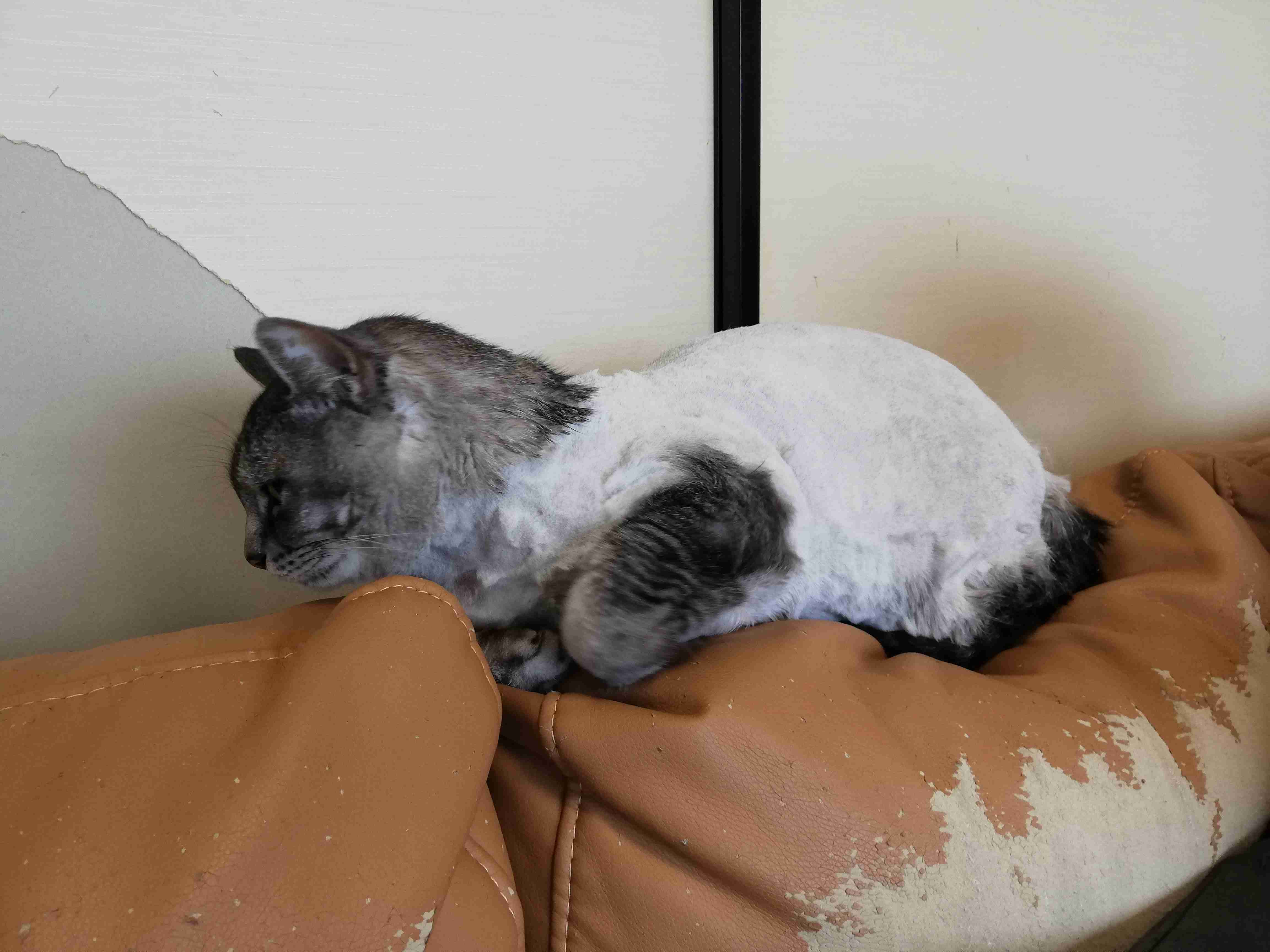 【助けて】長毛種のケア