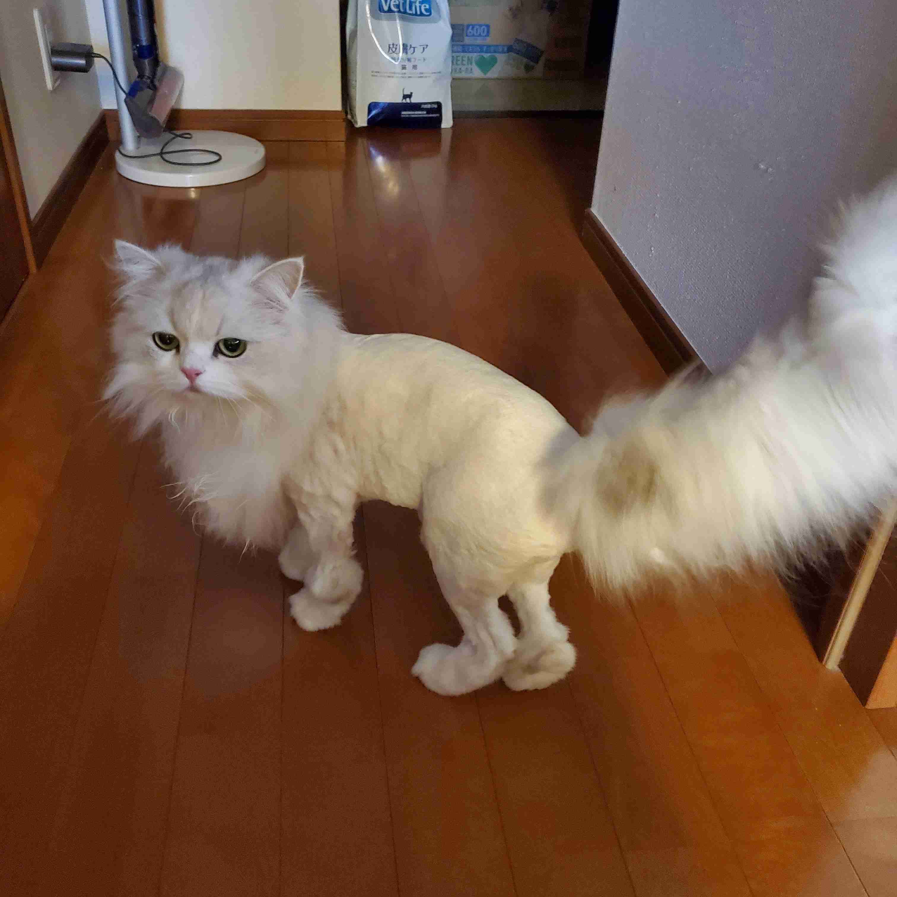 【助けて】長毛種のケア