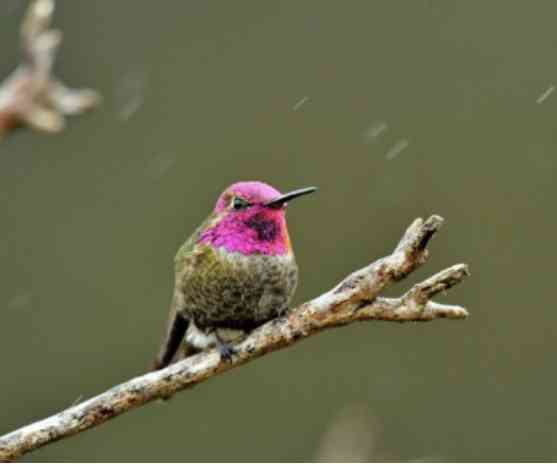 いろいろな野鳥の画像が見たい