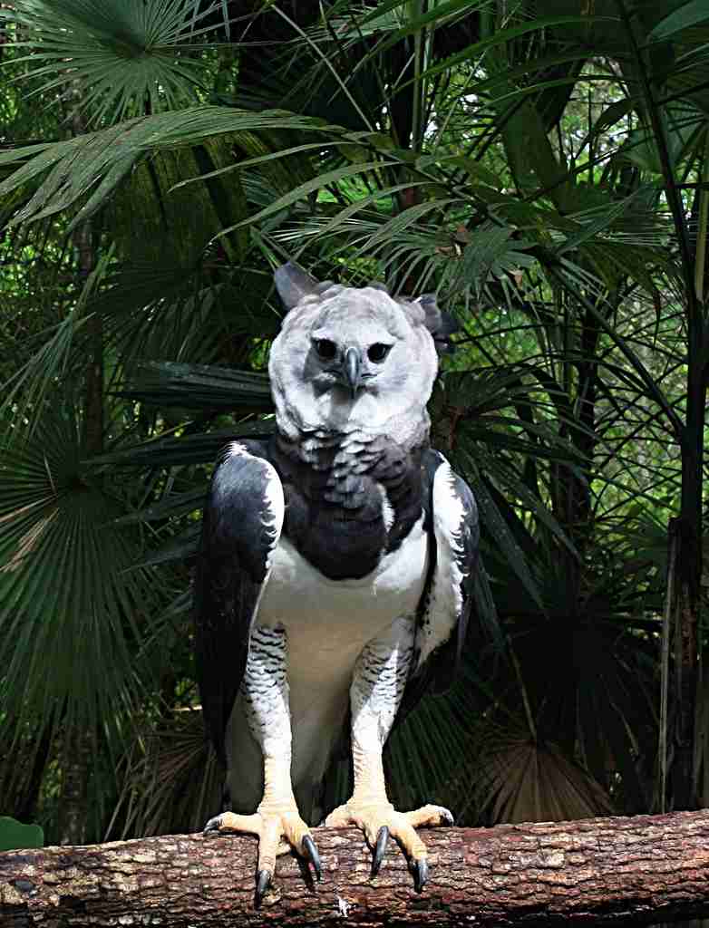 いろいろな野鳥の画像が見たい