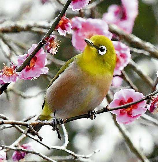 いろいろな野鳥の画像が見たい