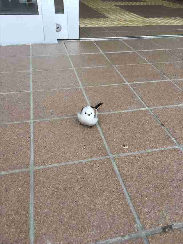いろいろな野鳥の画像が見たい