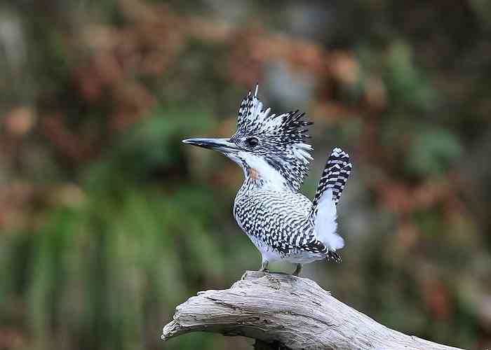 いろいろな野鳥の画像が見たい