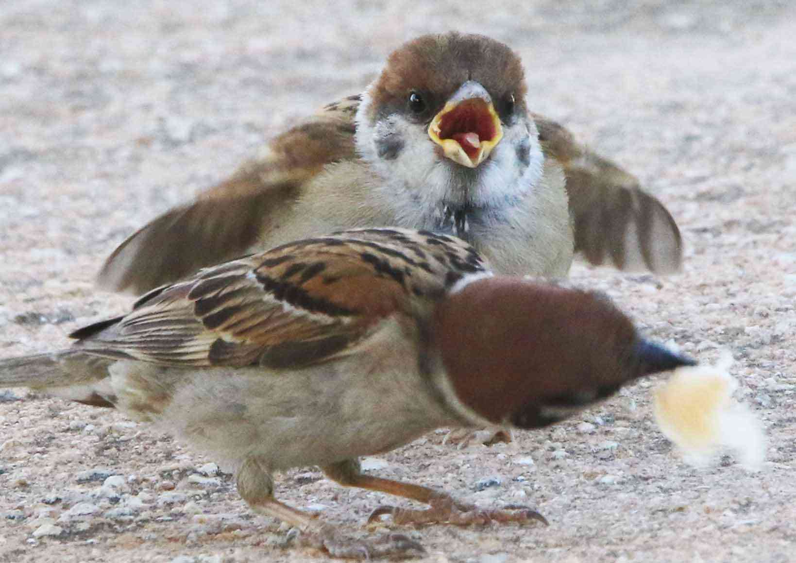 いろいろな野鳥の画像が見たい