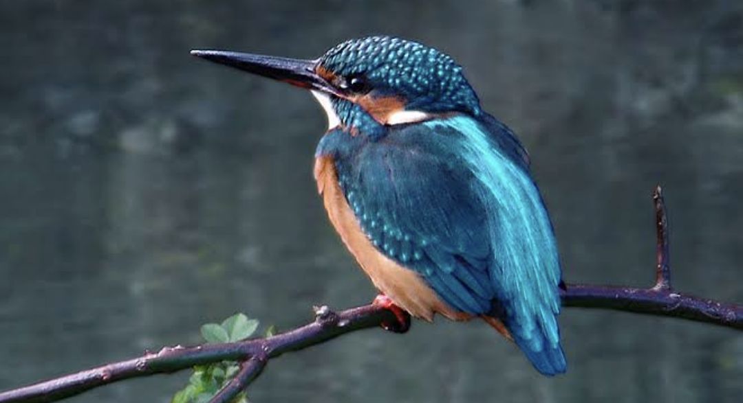 いろいろな野鳥の画像が見たい