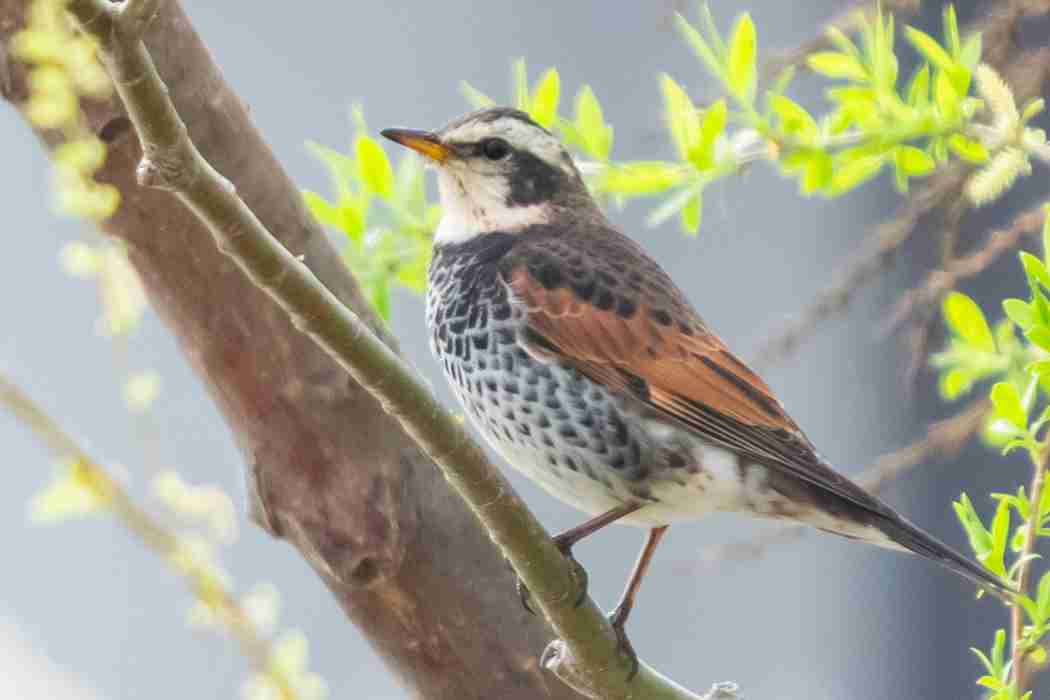 いろいろな野鳥の画像が見たい