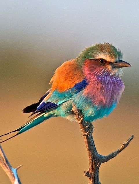 いろいろな野鳥の画像が見たい