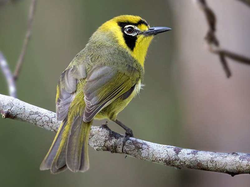 いろいろな野鳥の画像が見たい