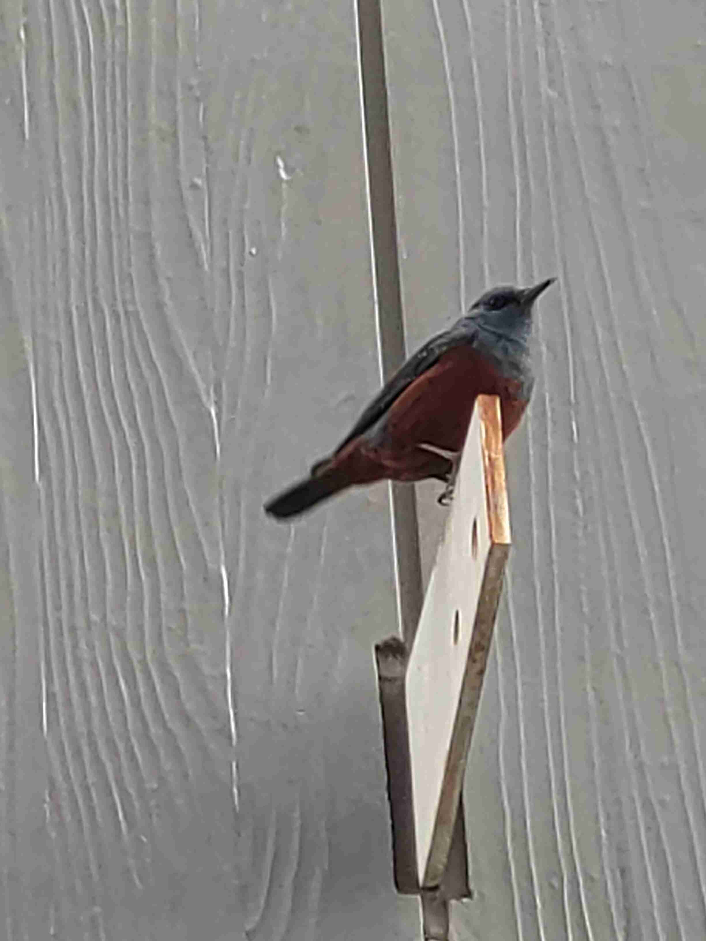 いろいろな野鳥の画像が見たい