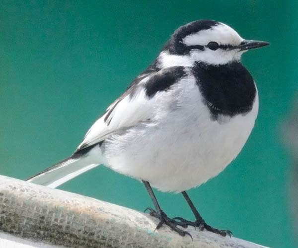 いろいろな野鳥の画像が見たい