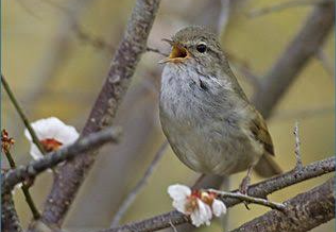 いろいろな野鳥の画像が見たい