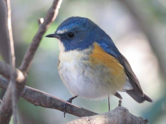 いろいろな野鳥の画像が見たい