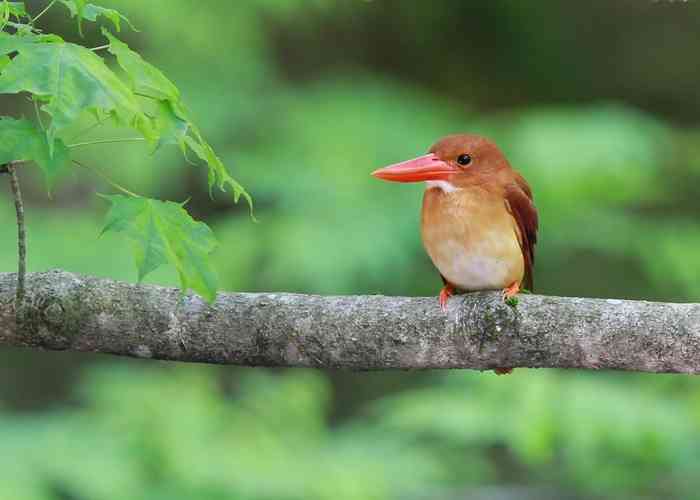 いろいろな野鳥の画像が見たい