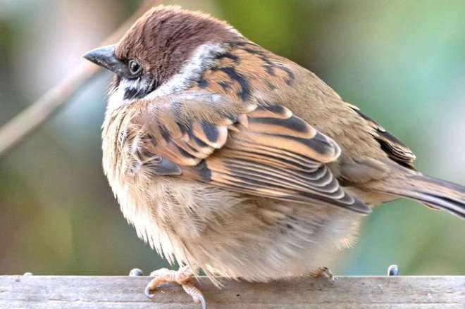 いろいろな野鳥の画像が見たい