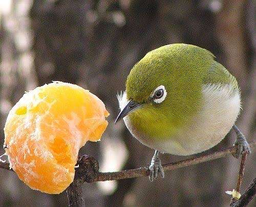 いろいろな野鳥の画像が見たい