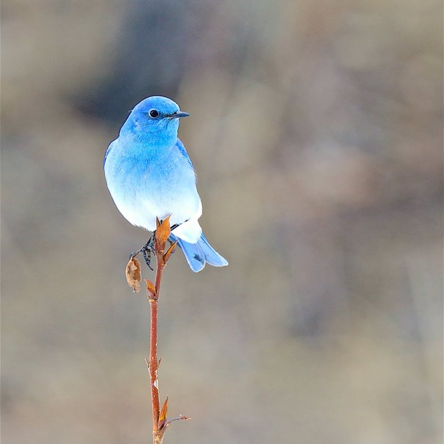 いろいろな野鳥の画像が見たい