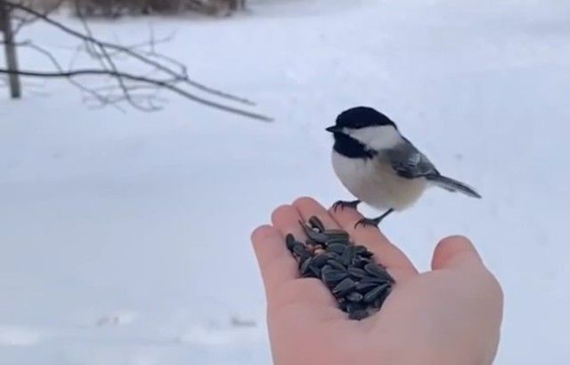 いろいろな野鳥の画像が見たい