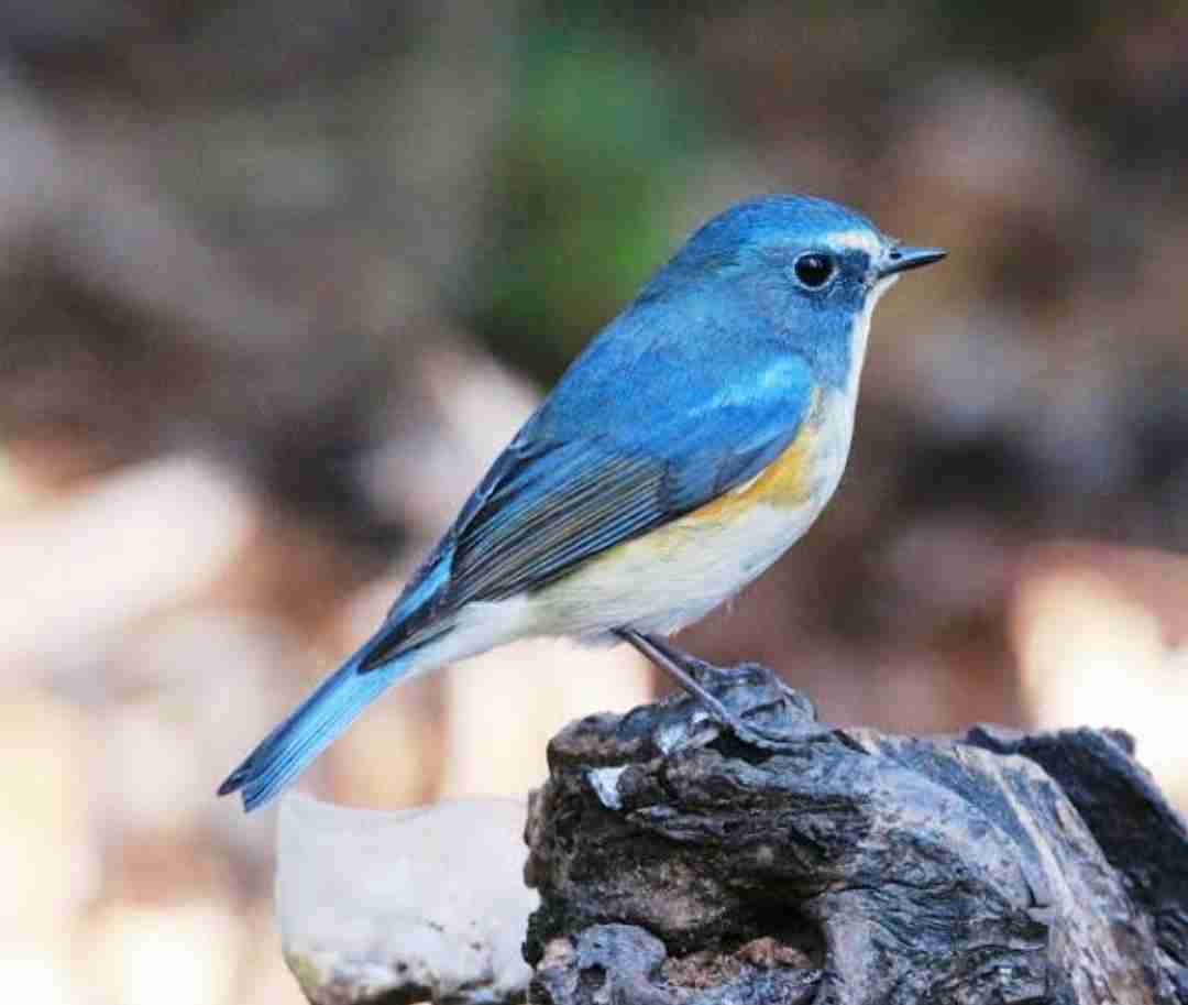 いろいろな野鳥の画像が見たい