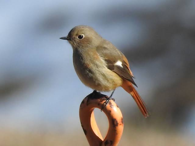 いろいろな野鳥の画像が見たい