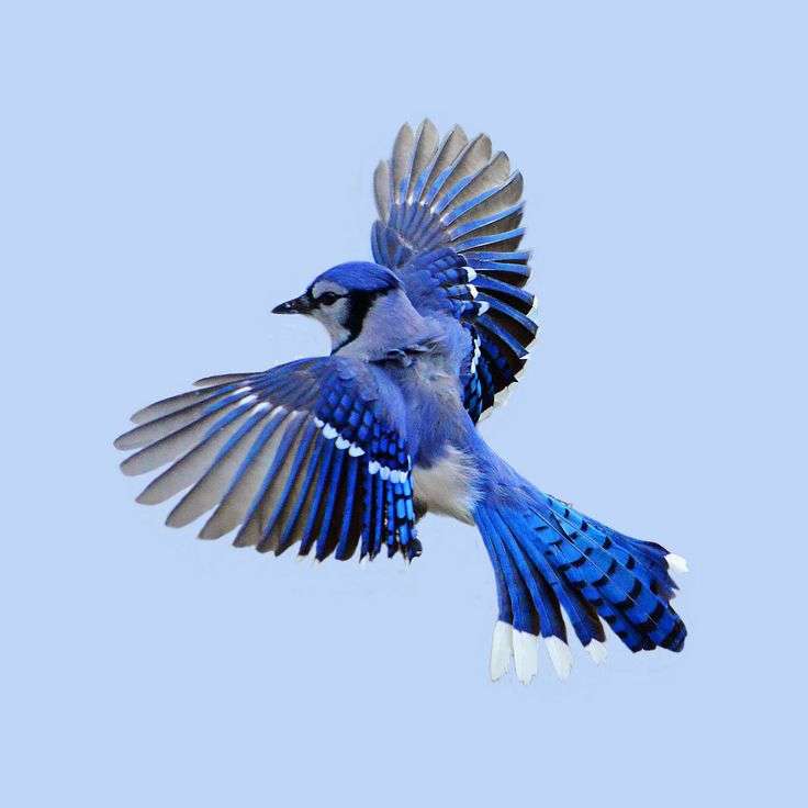 いろいろな野鳥の画像が見たい