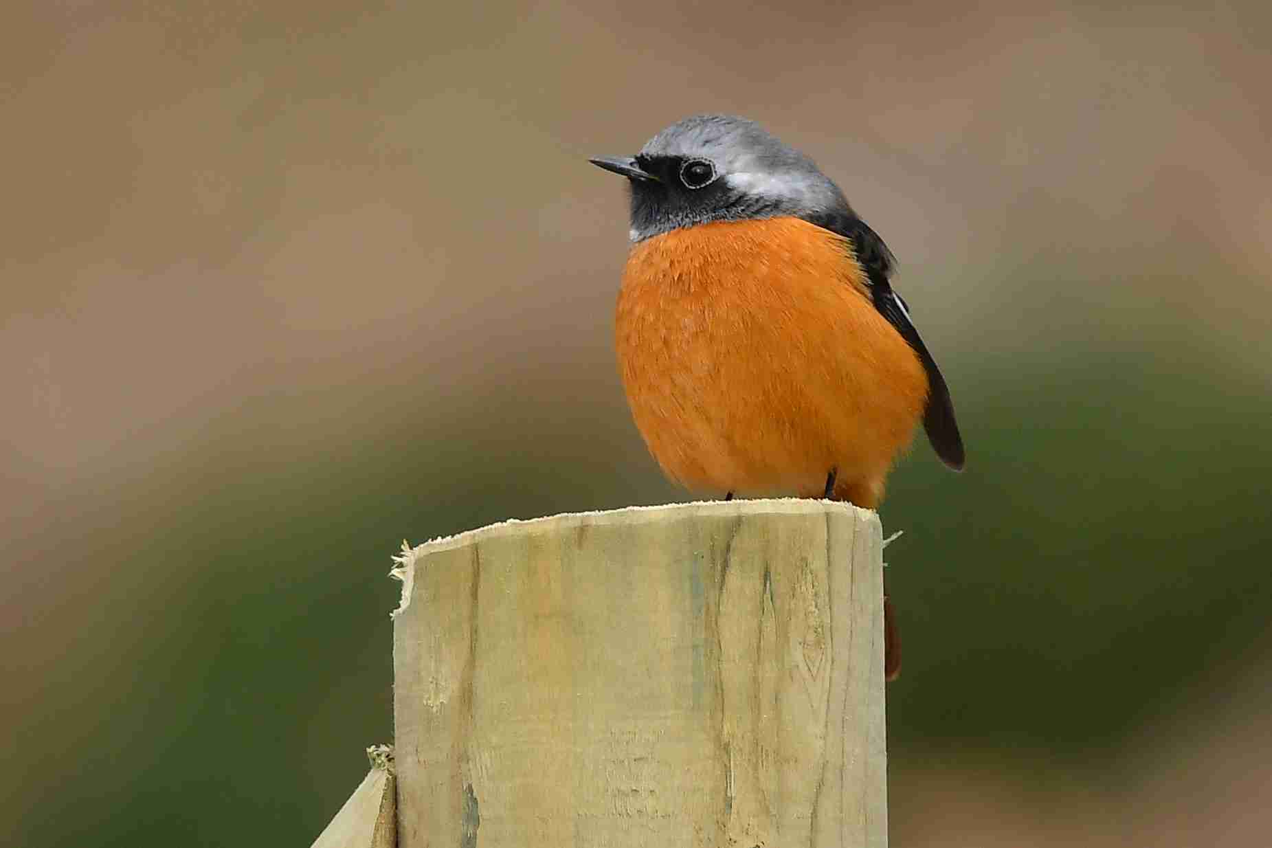 いろいろな野鳥の画像が見たい