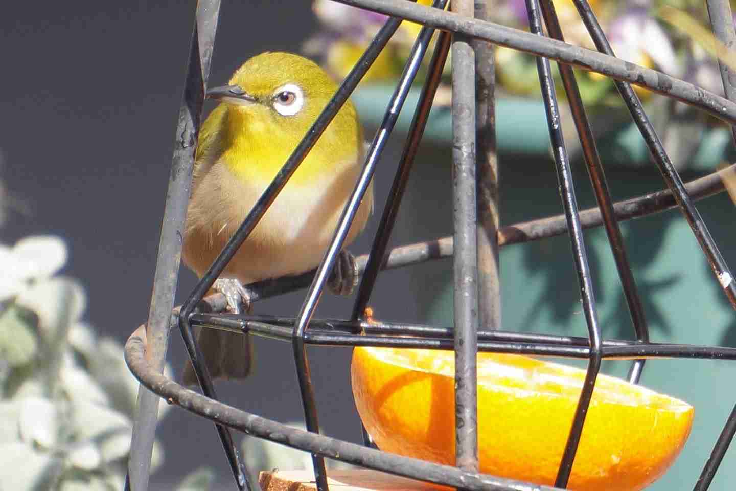 いろいろな野鳥の画像が見たい