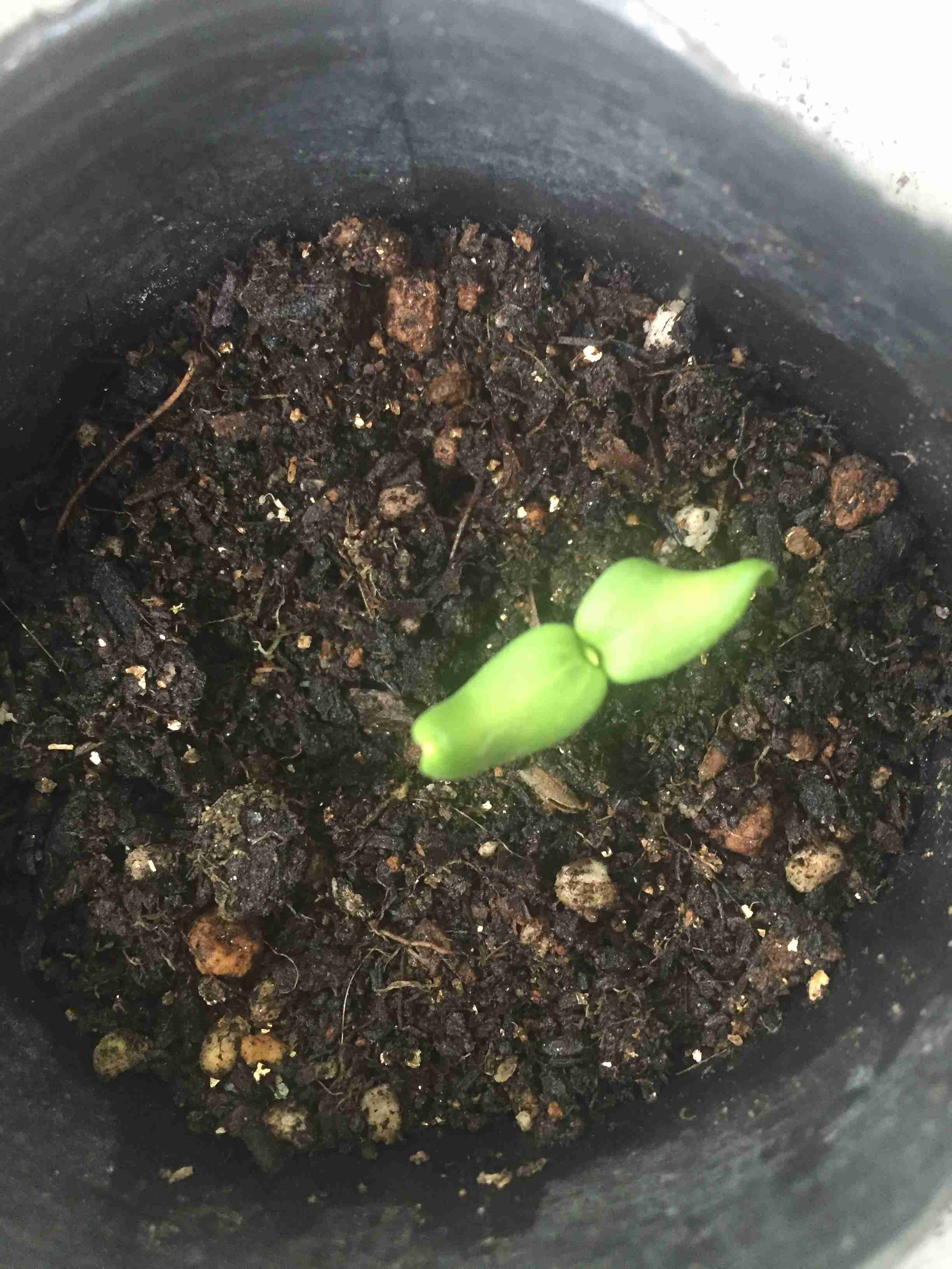 【ガーデニング】🌱 種蒔き・挿し芽・自家採種🌱【発芽・発根】