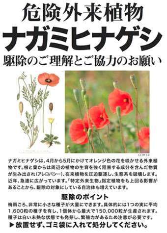 【ガーデニング】🌱 種蒔き・挿し芽・自家採種🌱【発芽・発根】