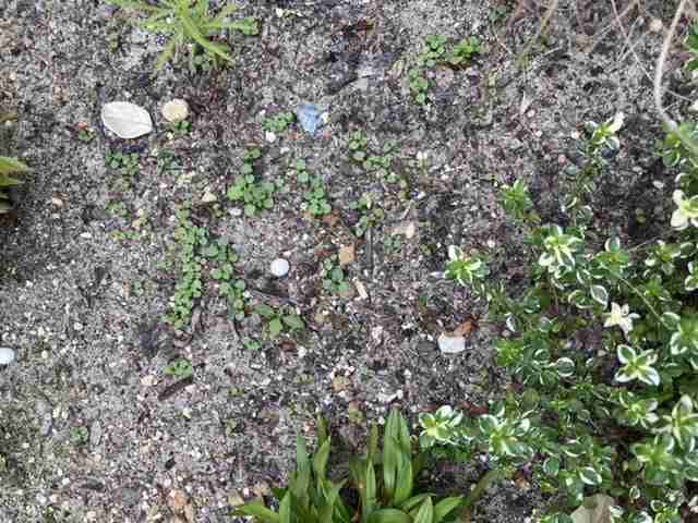 【ガーデニング】🌱 種蒔き・挿し芽・自家採種🌱【発芽・発根】